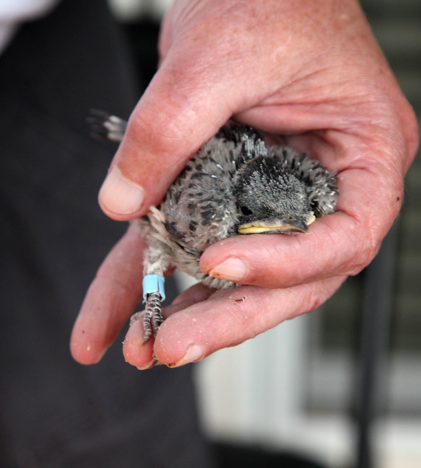 Purple martin banding